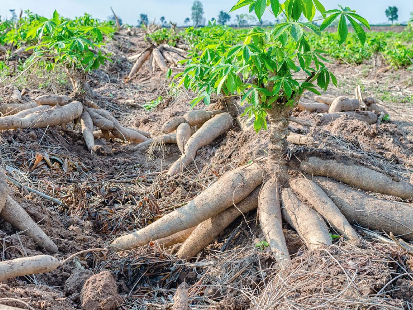 Cây sắn với những củ lớn nằm trên mặt đất
