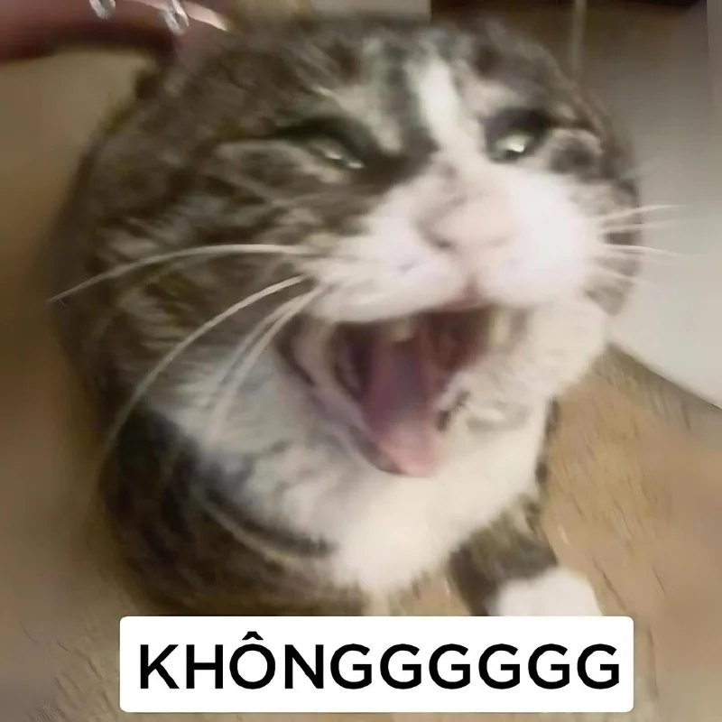 ảnh Meme mèo cười nhe răng há há