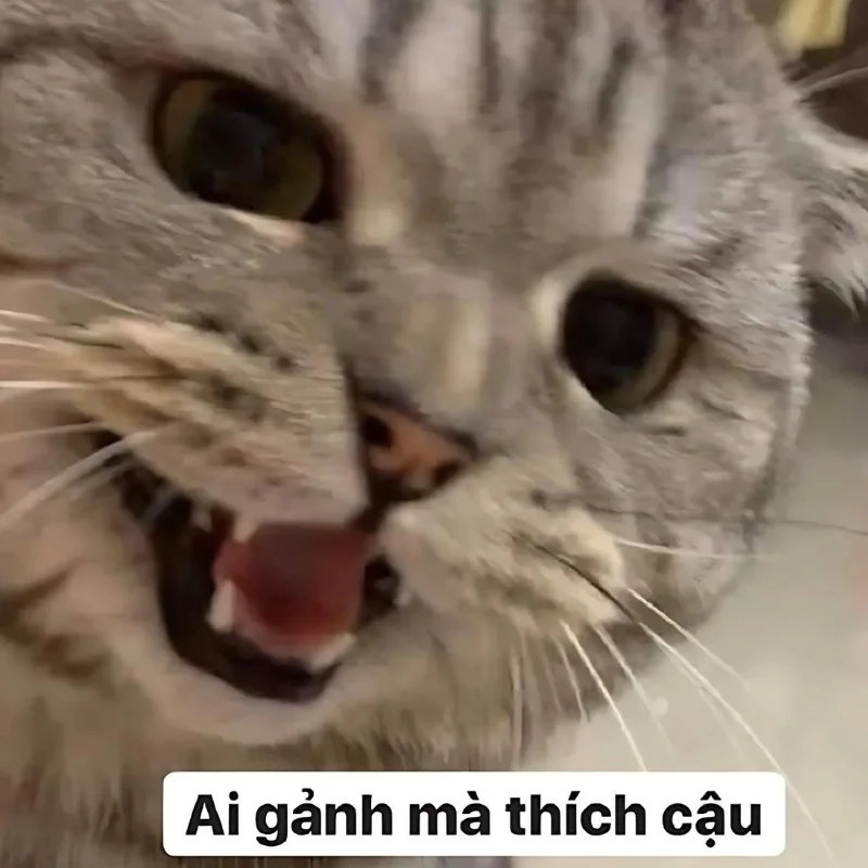 tải ảnh Meme mèo cười nhe răng 4k