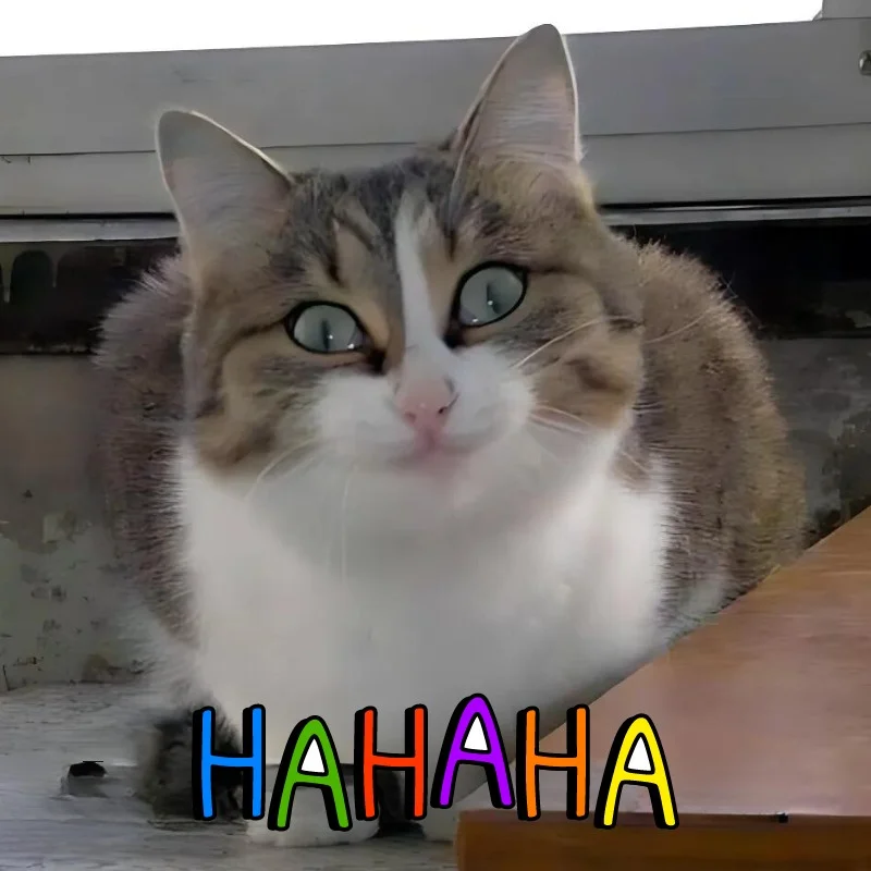 Ảnh meme mèo cười haha chất lượng 4k