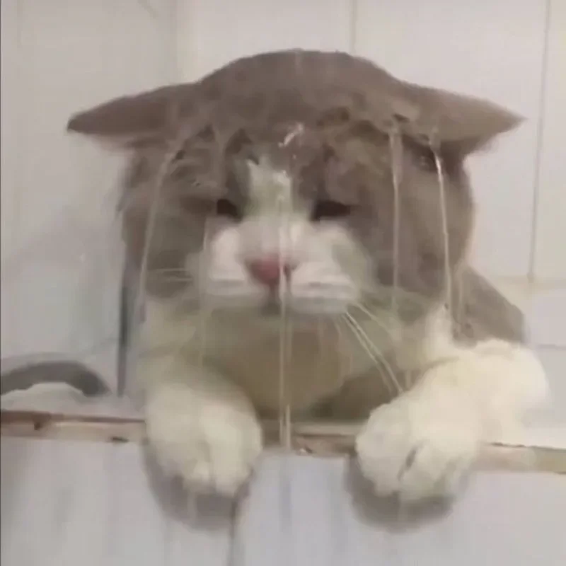 mèo buồn bã meme