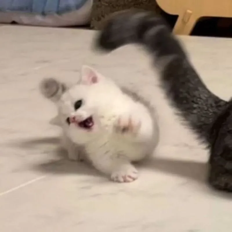meme mèo con cute