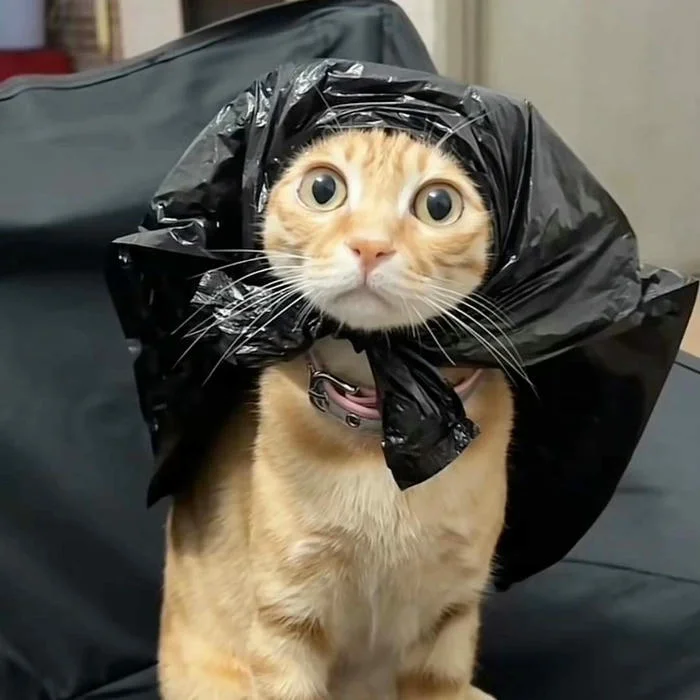 Cập nhật 100+ meme avatar độc lạ, vui nhộn cho mạng xã hội (2)