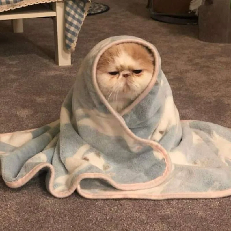 Ảnh meme hài hước mơ hồ