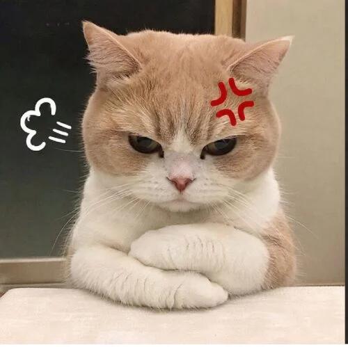 Meme mèo giận dỗi lầy lội, cực bắt trend hiện nay