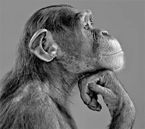 Meme chống cằm bắt trend, viral khắp mạng xã hội