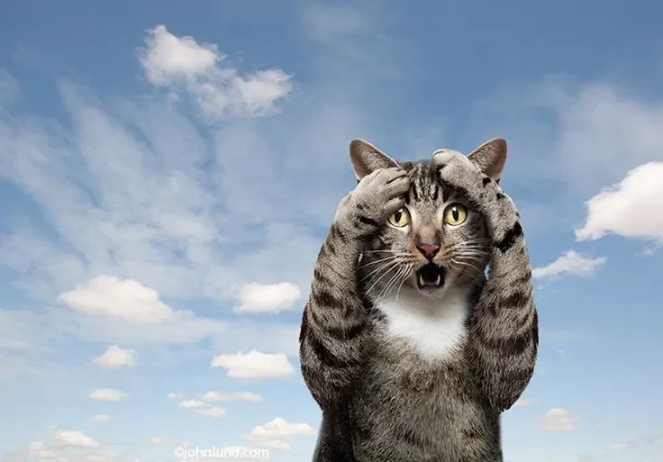 Meme mèo hoảng loạn, ánh mắt buồn cười cực kỳ đáng yêu
