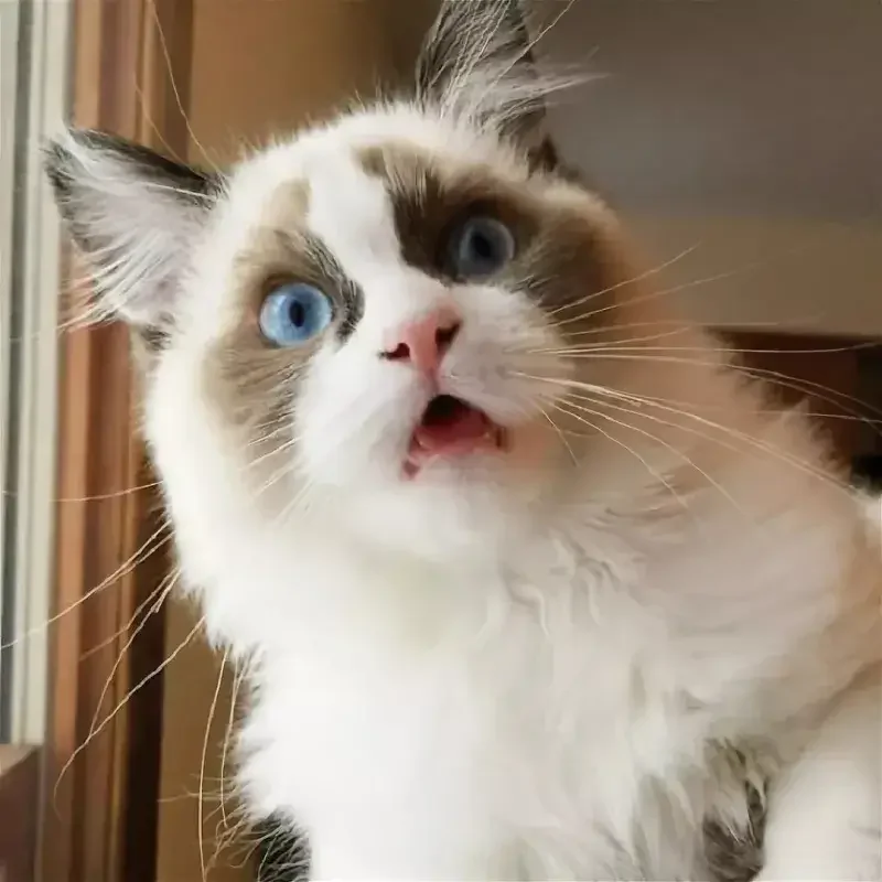Hình mèo sốc bất ngờ đôi mắt trợn tròn khó đỡ.