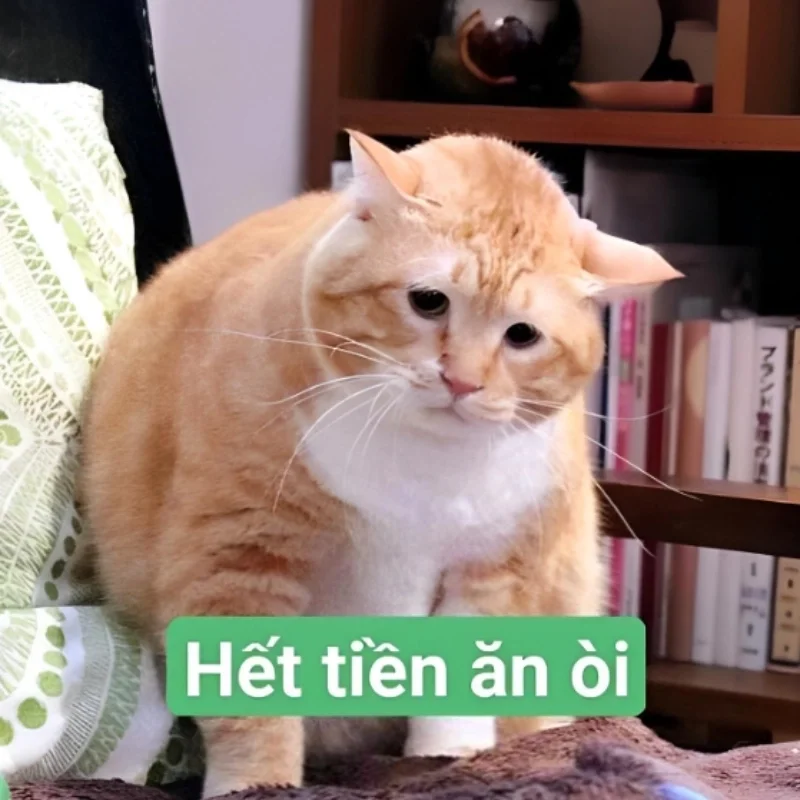 Những ảnh meme hết tiền viral nhất trên mạng xã hội (2)