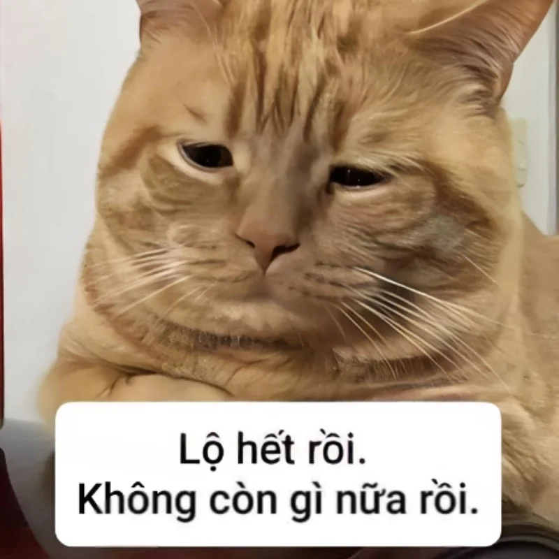 Những ảnh meme hết tiền viral nhất trên mạng xã hội (3)