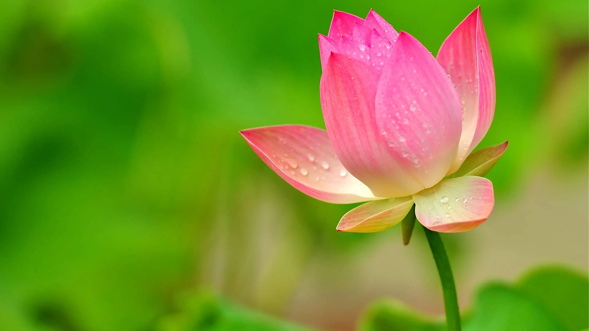 Hình ảnh hoa sen hồng nở với những giọt sương trên cánh hoa giữa nền xanh lá thiên nhiên