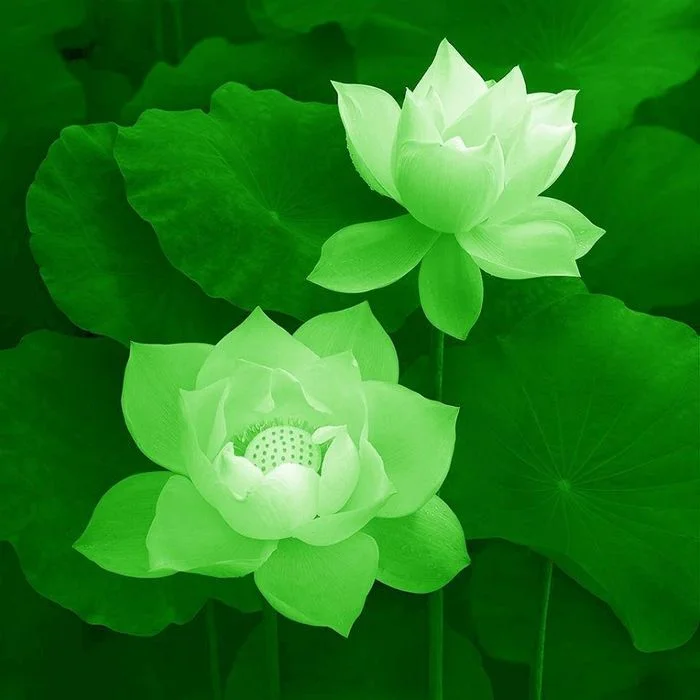 Hình ảnh hoa sen xanh tuyệt đẹp