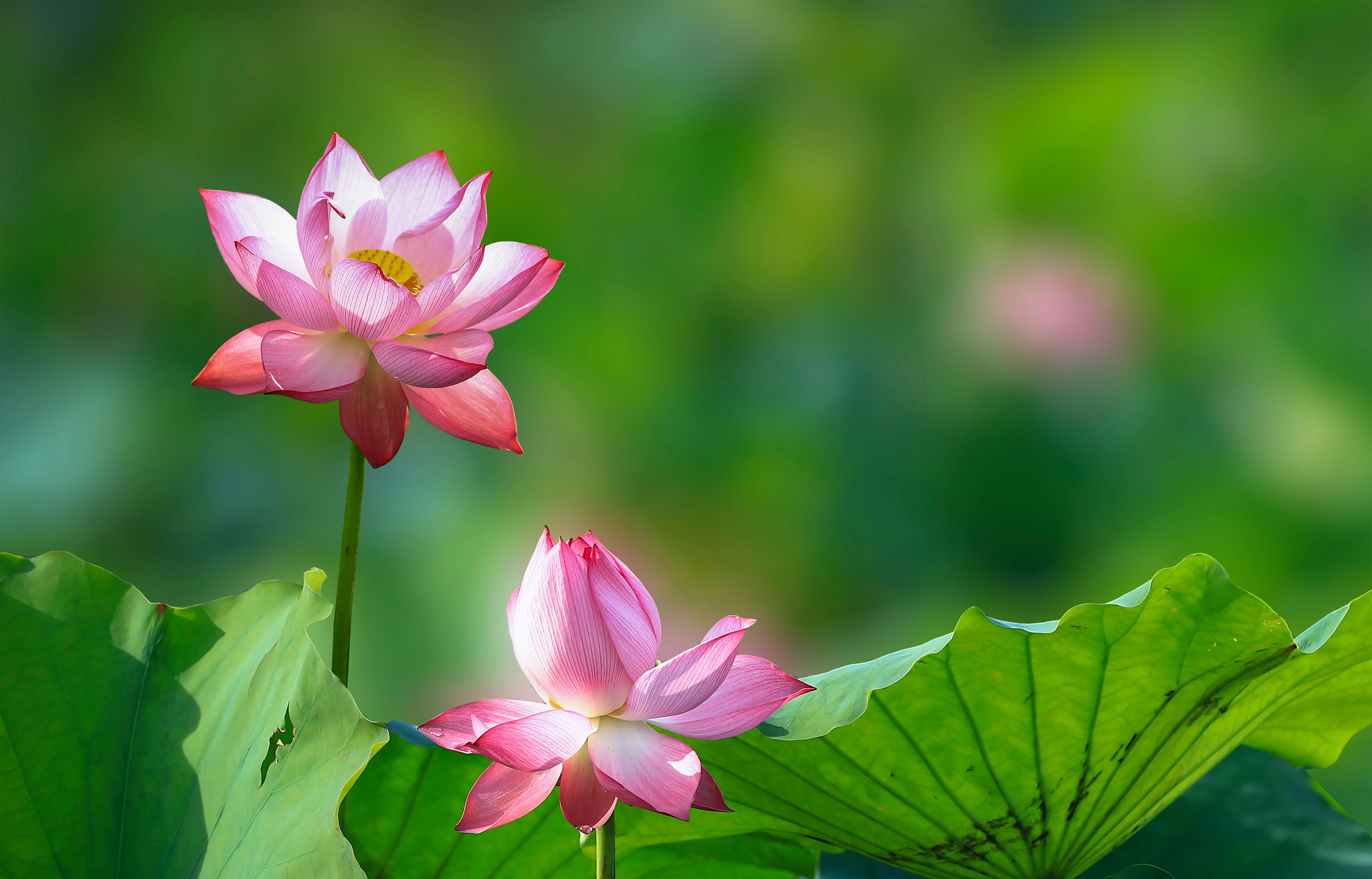 Hai bông hoa sen hồng giữa lá sen xanh với hậu cảnh mờ