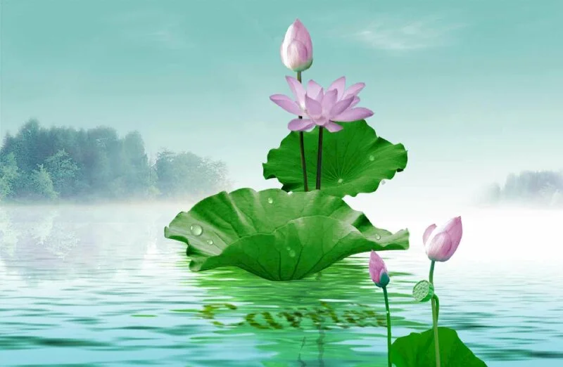 Top 101 hình ảnh hoa sen 3D đẹp nhất