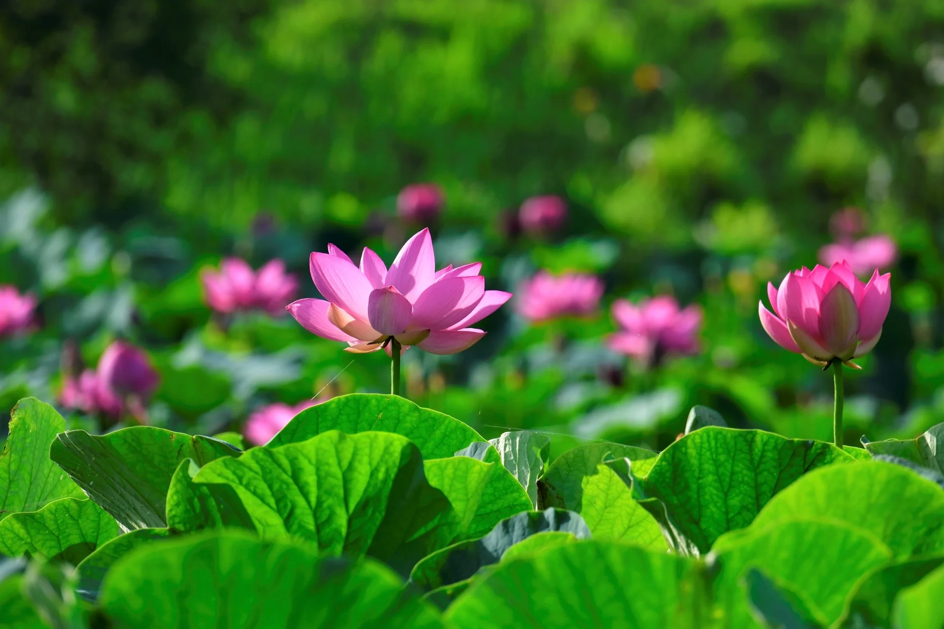 Những bông hoa sen hồng và nụ sen giữa đầm lá xanh