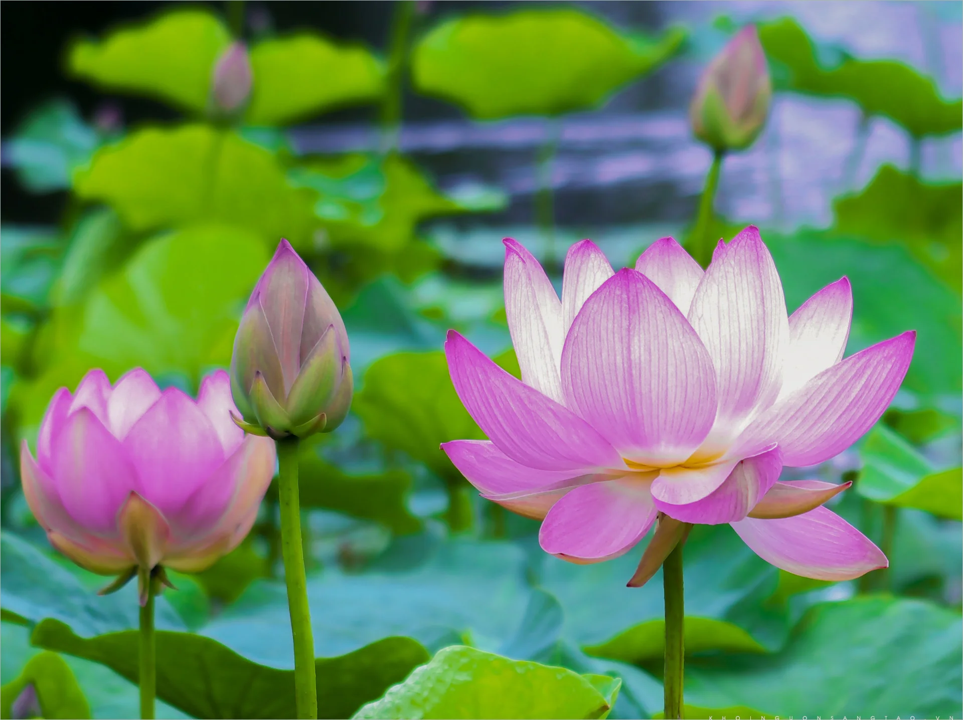 Hình ảnh hoa sen hồng nở giữa hồ sen xanh, bên cạnh các nụ sen và lá sen tươi mát.