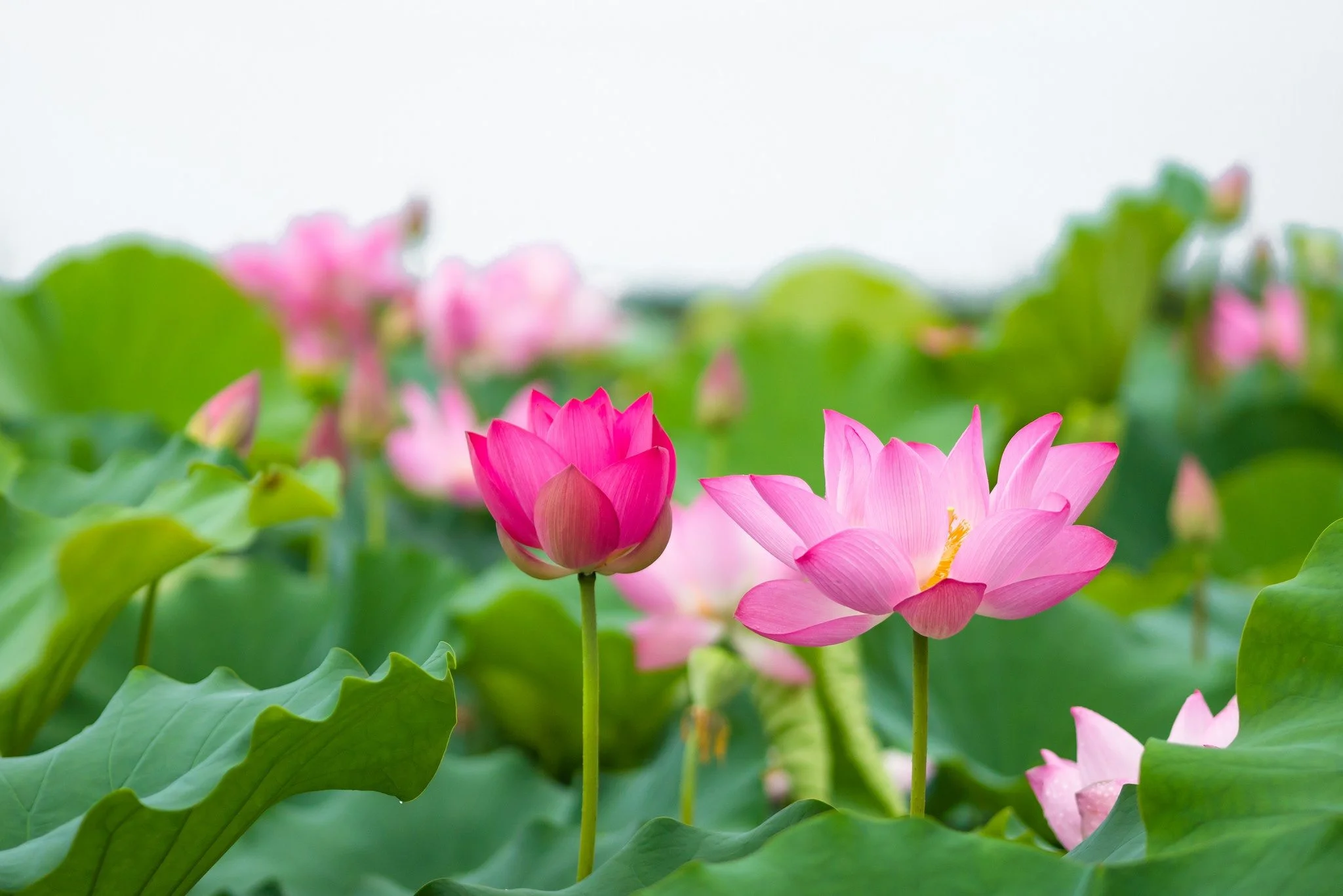 Nhiều hoa sen hồng và nụ sen nở giữa hồ lá xanh