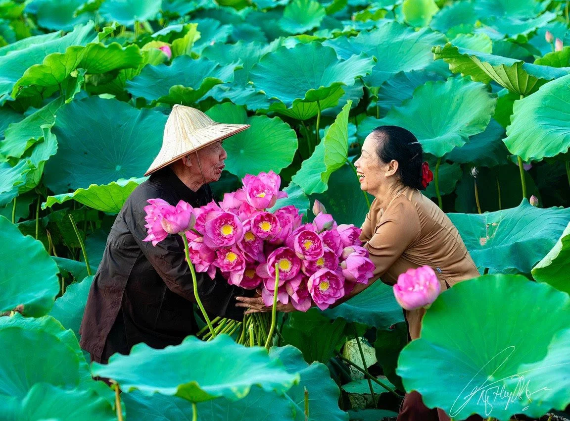 Giữ gìn và phát huy vẻ đẹp của sen trong đời sống người Việt