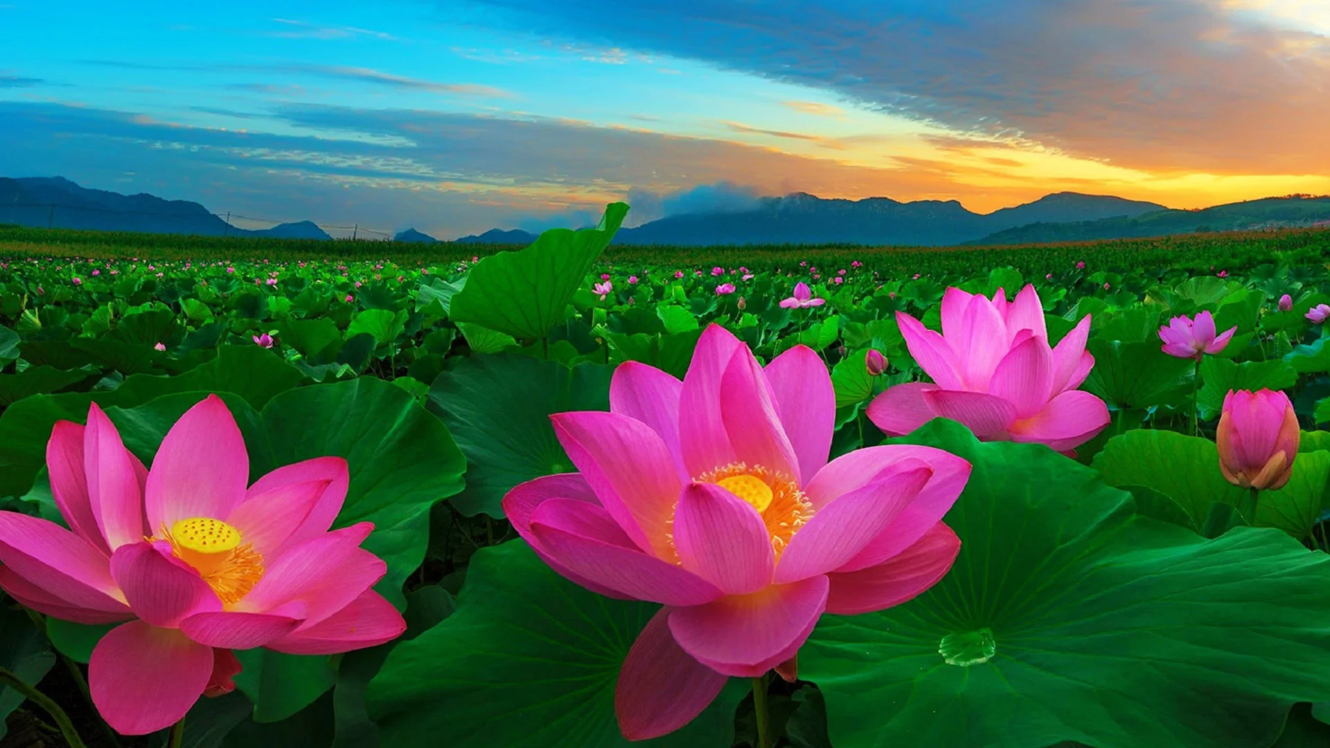 Đầm sen hồng rộng lớn dưới bầu trời hoàng hôn