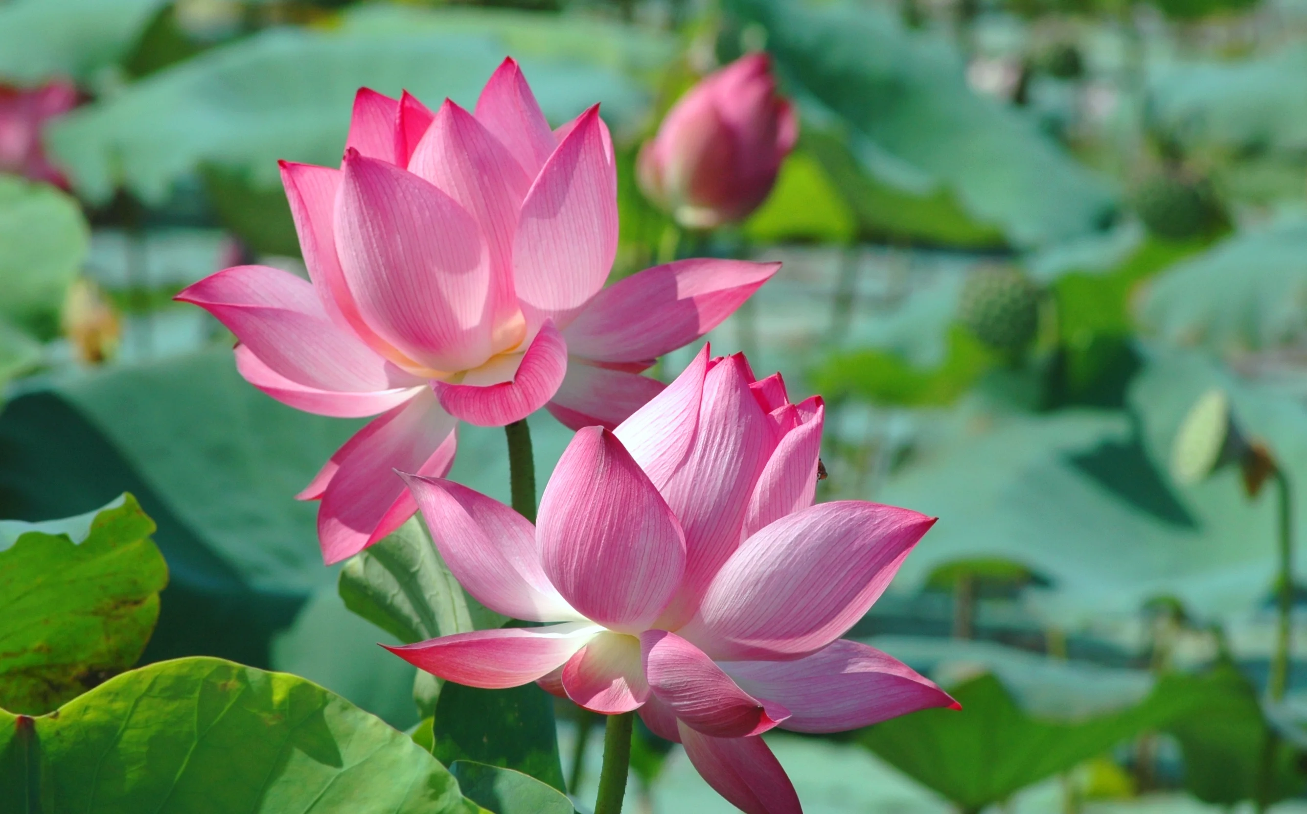 Cận cảnh những bông hoa sen hồng nở giữa lá sen