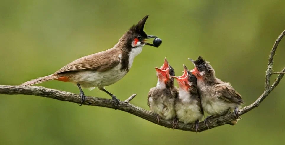 Chim mẹ mớm mồi cho chim non trên cành, ý tưởng hình dễ vẽ