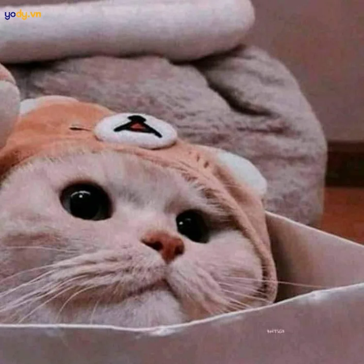 Bộ sưu tập ảnh chế 3 que đu càng — ảnh 29