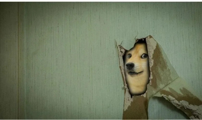Hình nền meme chú chó Doge nhìn qua khe tường