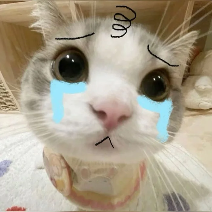 Meme mèo khóc như mưa