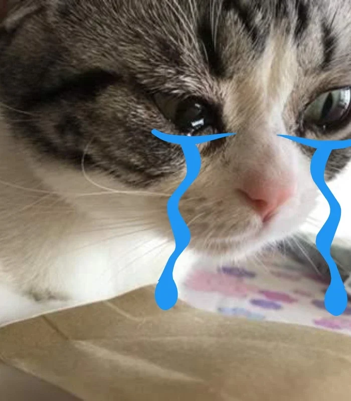 ảnh meme mèo khóc tủi thân