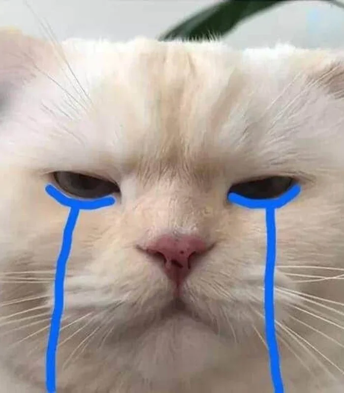 chế hình ảnh meme mèo khóc