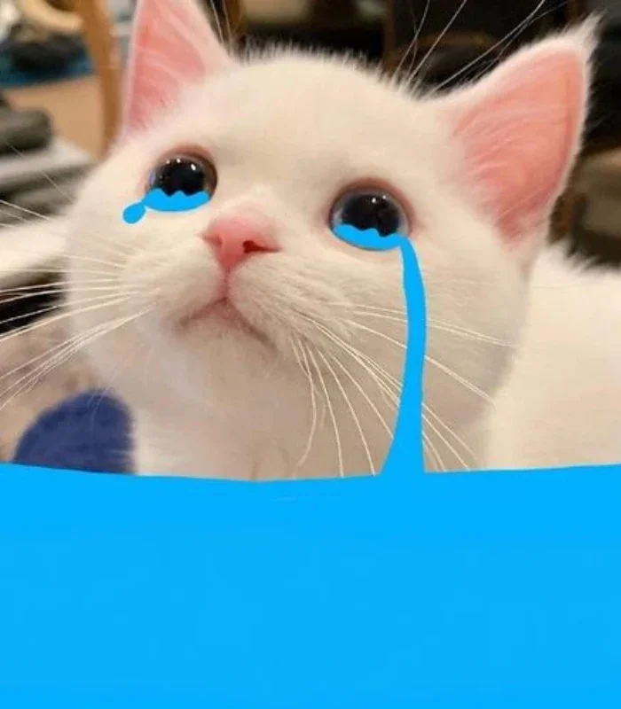 hình ảnh chế meme mèo khóc