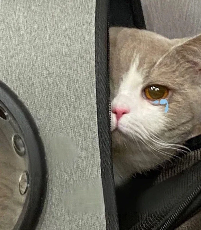 hình ảnh meme mèo khóc chế