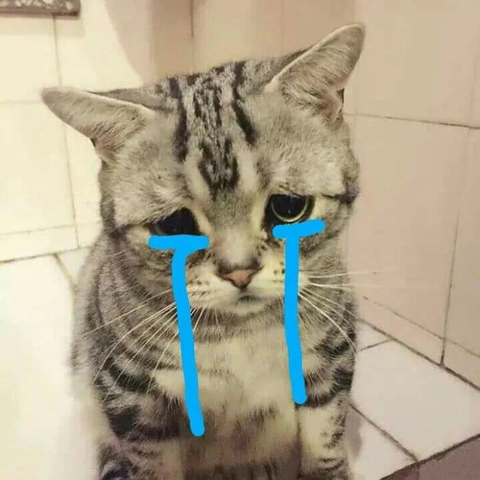 Meme mèo khóc khi bị mắng