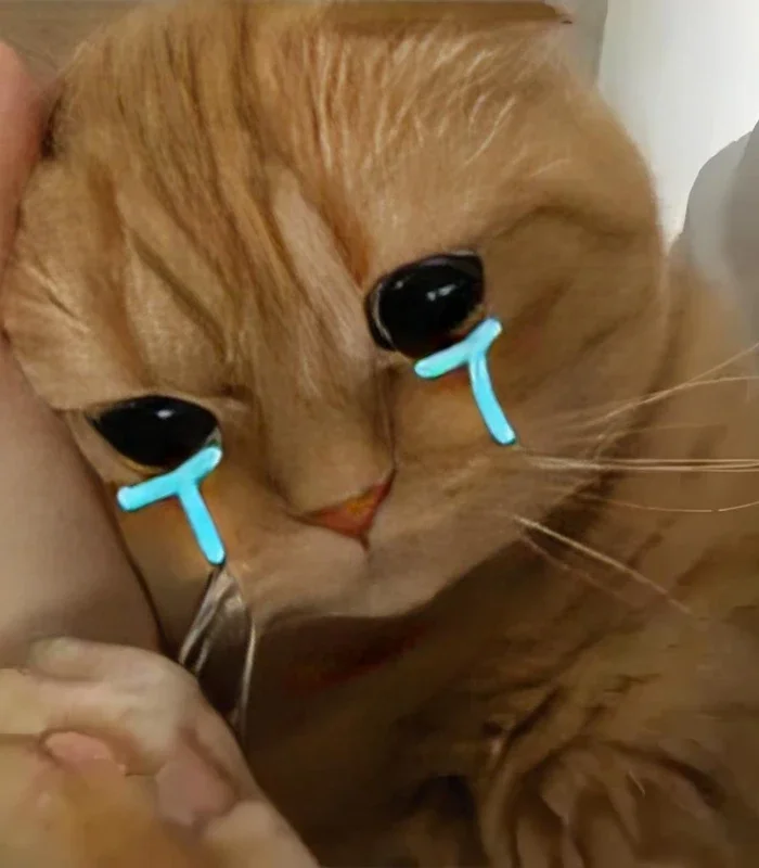 ảnh meme mèo khóc đáng yêu