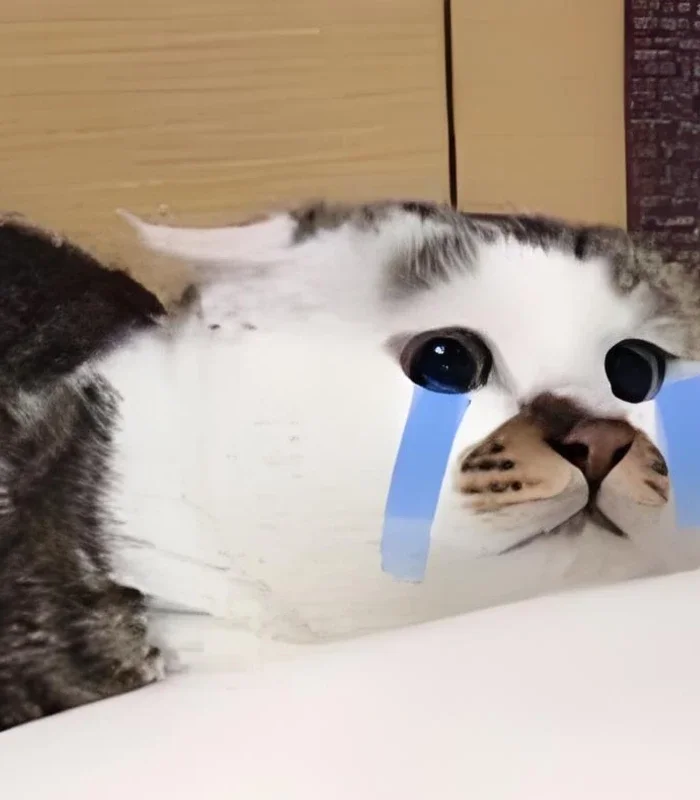 chế ảnh meme mèo khóc