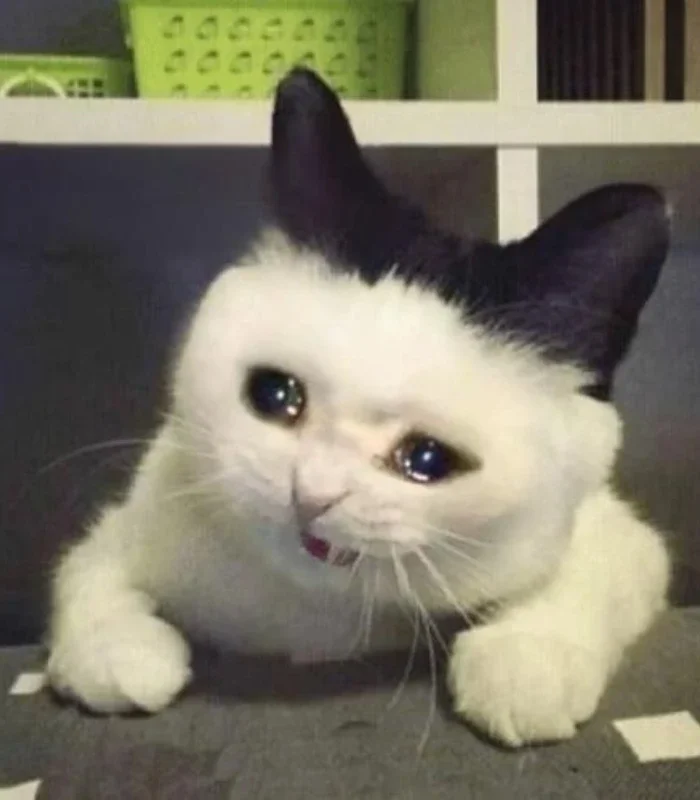 hình ảnh meme mèo khóc tủi thân