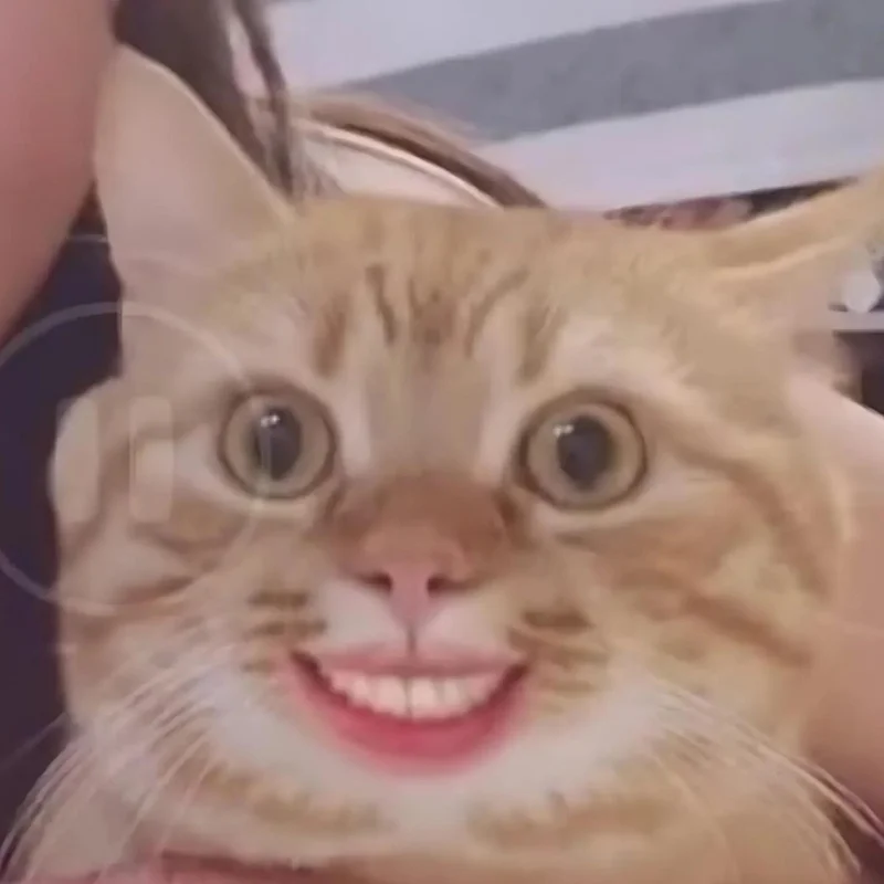 ảnh Meme mèo cười đểu đẹp mới nhất