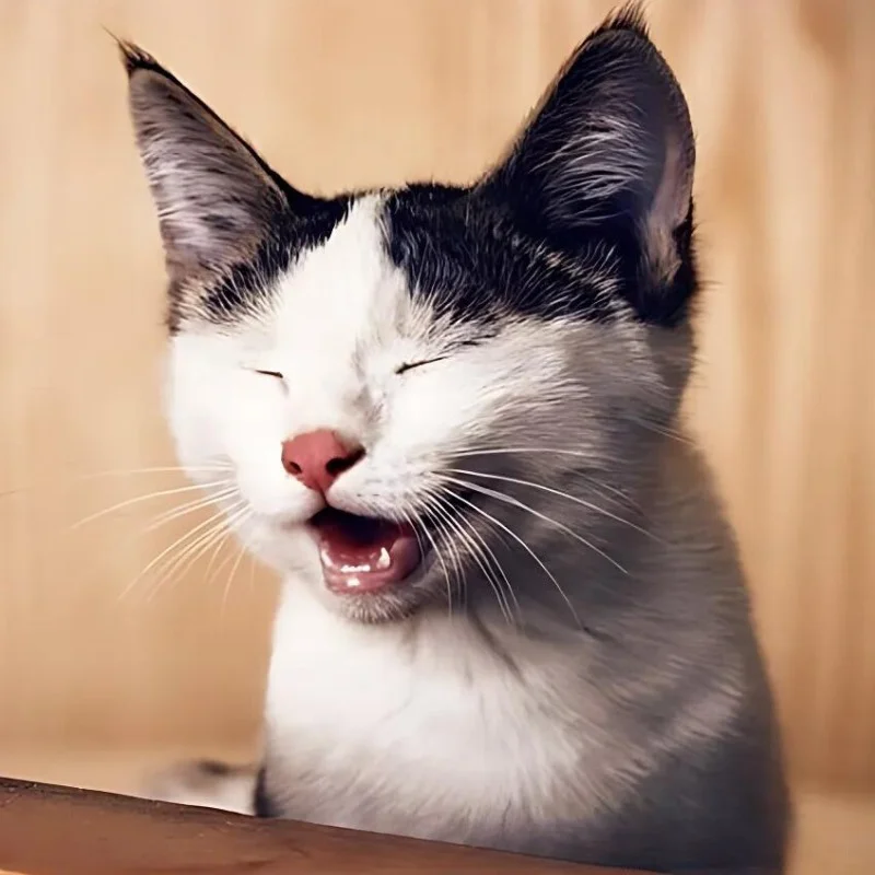 Meme mèo cười nhe răng giả bộ
