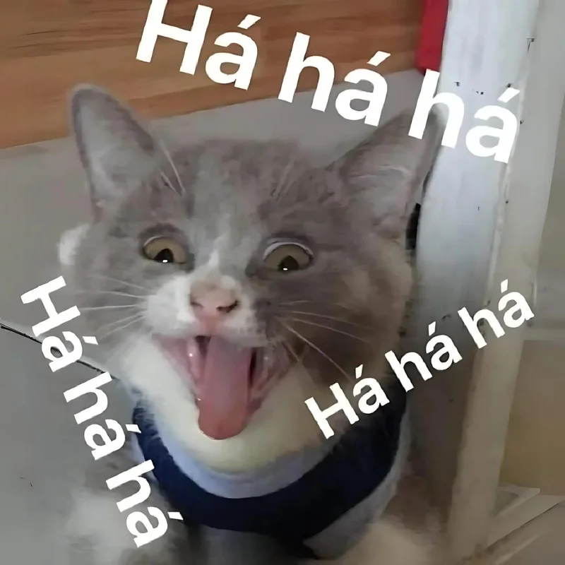 ảnh Meme mèo cười đểu haha