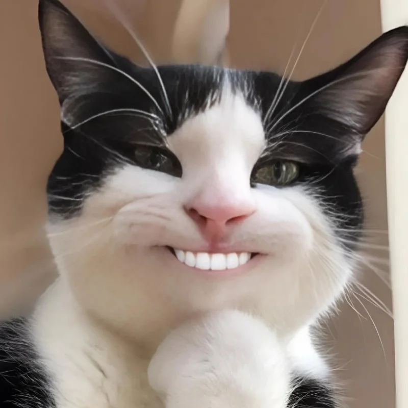 tải ảnh Meme mèo cười nhe răng đẹp nhất